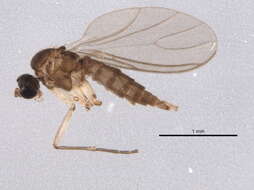 Image of Corynoptera blanda (Winnertz 1867)