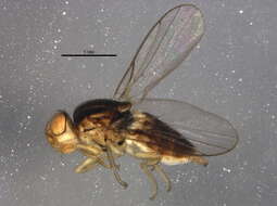 Image of Oscinellinae