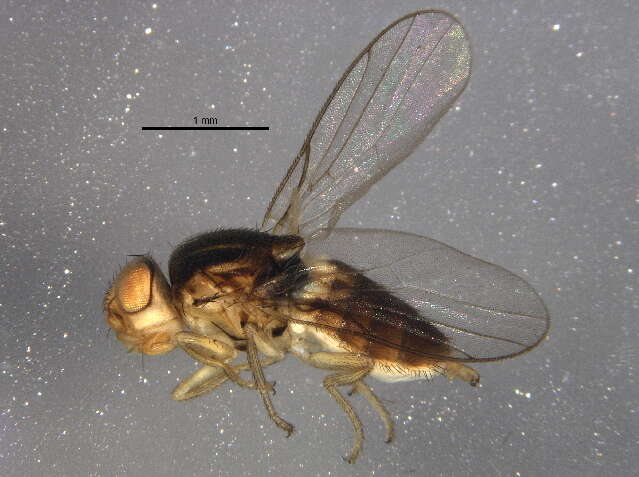 Image of Oscinellinae