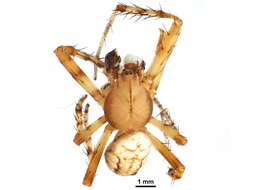 Image of Araneus iviei (Archer 1951)