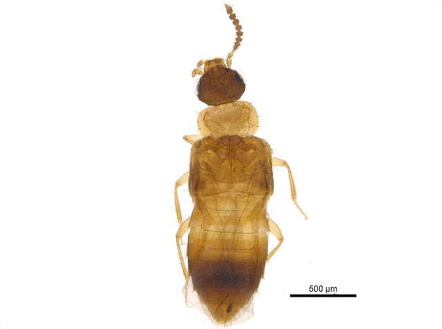 Plancia ëd Gyrophaena (Gyrophaena) laetula Casey 1906