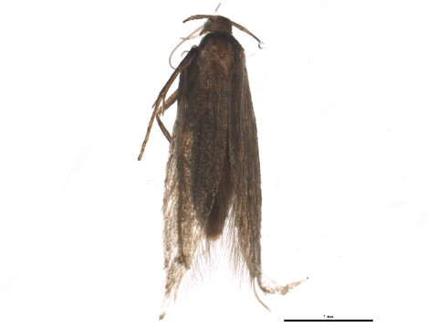 Image of Coleophora affiliatella McDunnough 1946