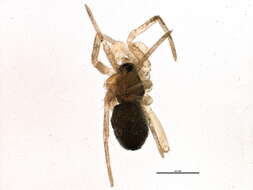 Image of Vermontia thoracica (Emerton 1913)