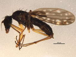 Image of Dolichocephala vockerothi