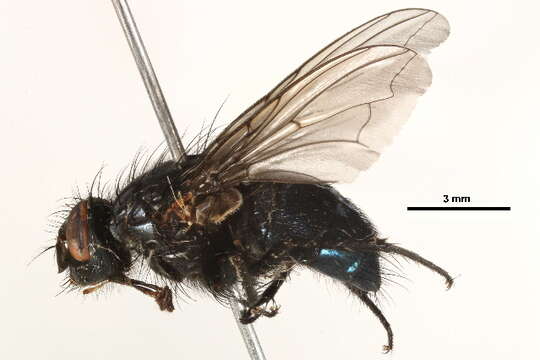 Image of Calliphora montana (Shannon 1926)