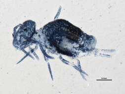 Image of Arrhopalitidae