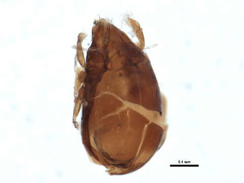 Imagem de Protoribatidae J. & P. Balogh 1984