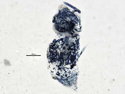 Image of Arrhopalitidae