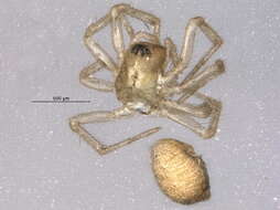 Image of Carorita limnaea (Crosby & Bishop 1927)