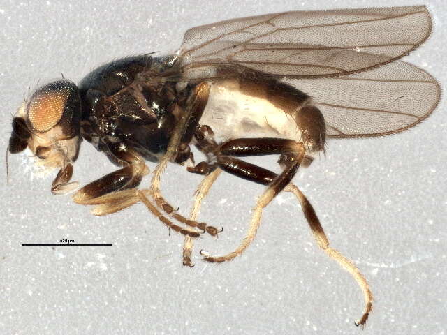 Image of Oscinellinae