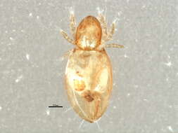 Image of Euphthiracarus flavus (Ewing 1908)