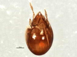 صورة Ceratozetes gracilis (Michael 1884)