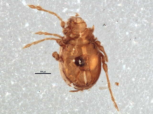 Image of Gymnodamaeidae Grandjean 1954