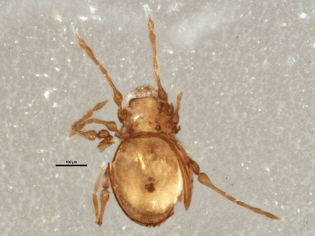 Image of Gymnodamaeidae Grandjean 1954