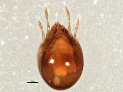 Sivun Ceratozetes gracilis (Michael 1884) kuva
