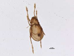 Image of Gymnodamaeidae Grandjean 1954