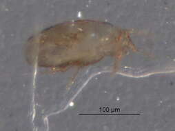 Image of Microdispidae