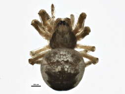 Image of Araneus saevus (L. Koch 1872)