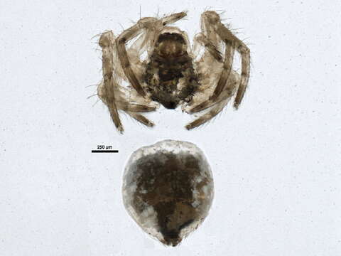 Image of Araneus saevus (L. Koch 1872)