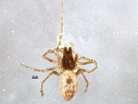 Image of Emblyna annulipes (Blackwall 1846)