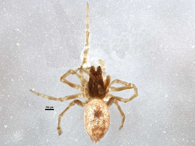 Image of Emblyna annulipes (Blackwall 1846)