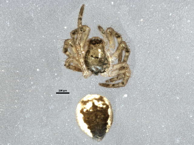 Image of Araneus saevus (L. Koch 1872)