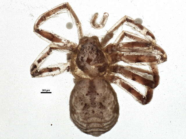 Image of Philodromus peninsulanus Gertsch 1934