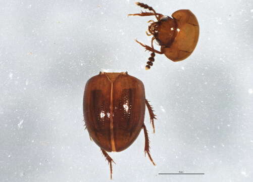 Image of Leiodes conjuncta Baranowski 1993