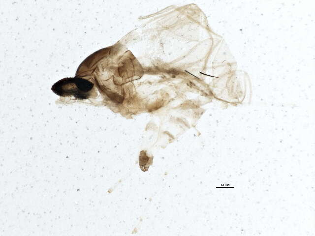 Image of Dasineura oxycoccana (Johnson 1899)