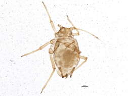 Image of Aphid