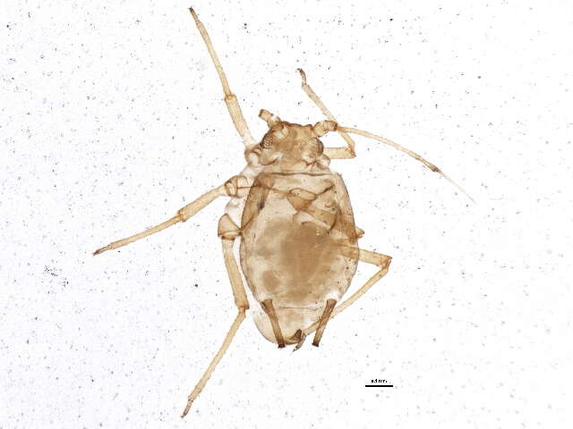 Image of Aphid