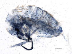 Image of Entomobrya