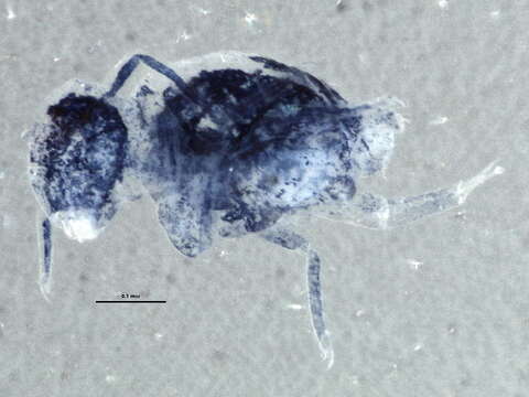 Image of Arrhopalitidae