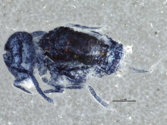Image of Arrhopalitidae
