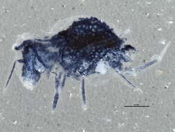 Image of Arrhopalitidae