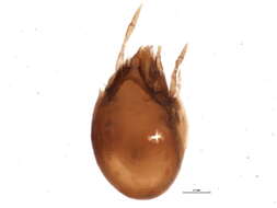 صورة Ceratozetes gracilis (Michael 1884)