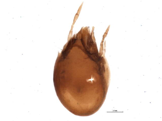 Sivun Ceratozetes gracilis (Michael 1884) kuva