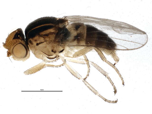 Image of Oscinellinae