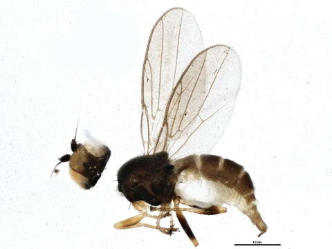 Image of Oscinellinae