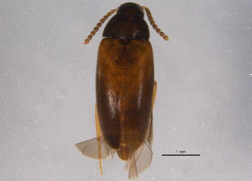 Image of polypore fungus beetles