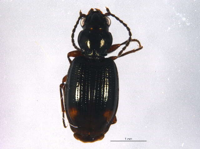 Plancia ëd Bembidion (Trepanedoris) fortestriatum (Motschulsky 1845)