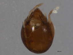 Image of Zetomimidae