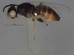 Image of <i>Protopiophila litigata</i>