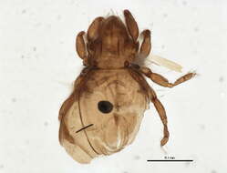 Image of Eueremaeus chiatous (Higgins 1979)