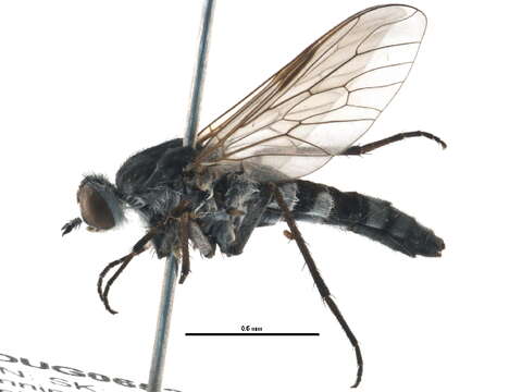 Image of stiletto flies