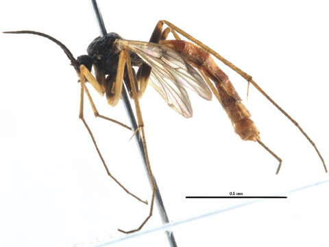 Image of Leptomorphus bifasciatus (Say 1824)