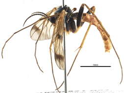 Image of Leptomorphus bifasciatus (Say 1824)