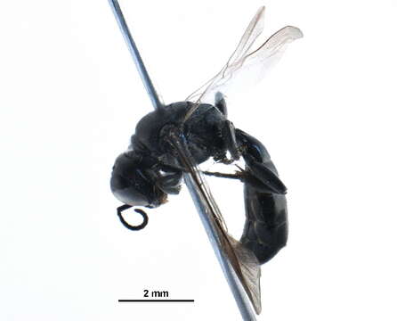 Image of Crossocerus barbipes (Dahlbom 1845)