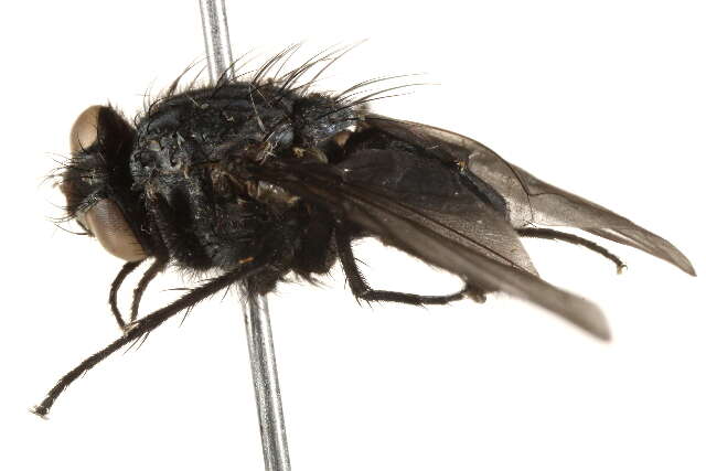 Image of Calliphora alaskensis (Shannon 1923)