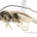 Image of <i>Apodesmia melliclypealis</i>